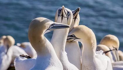 九游官网下载电脑版-英格兰守门员扑点建奇功，英格兰守门员2021